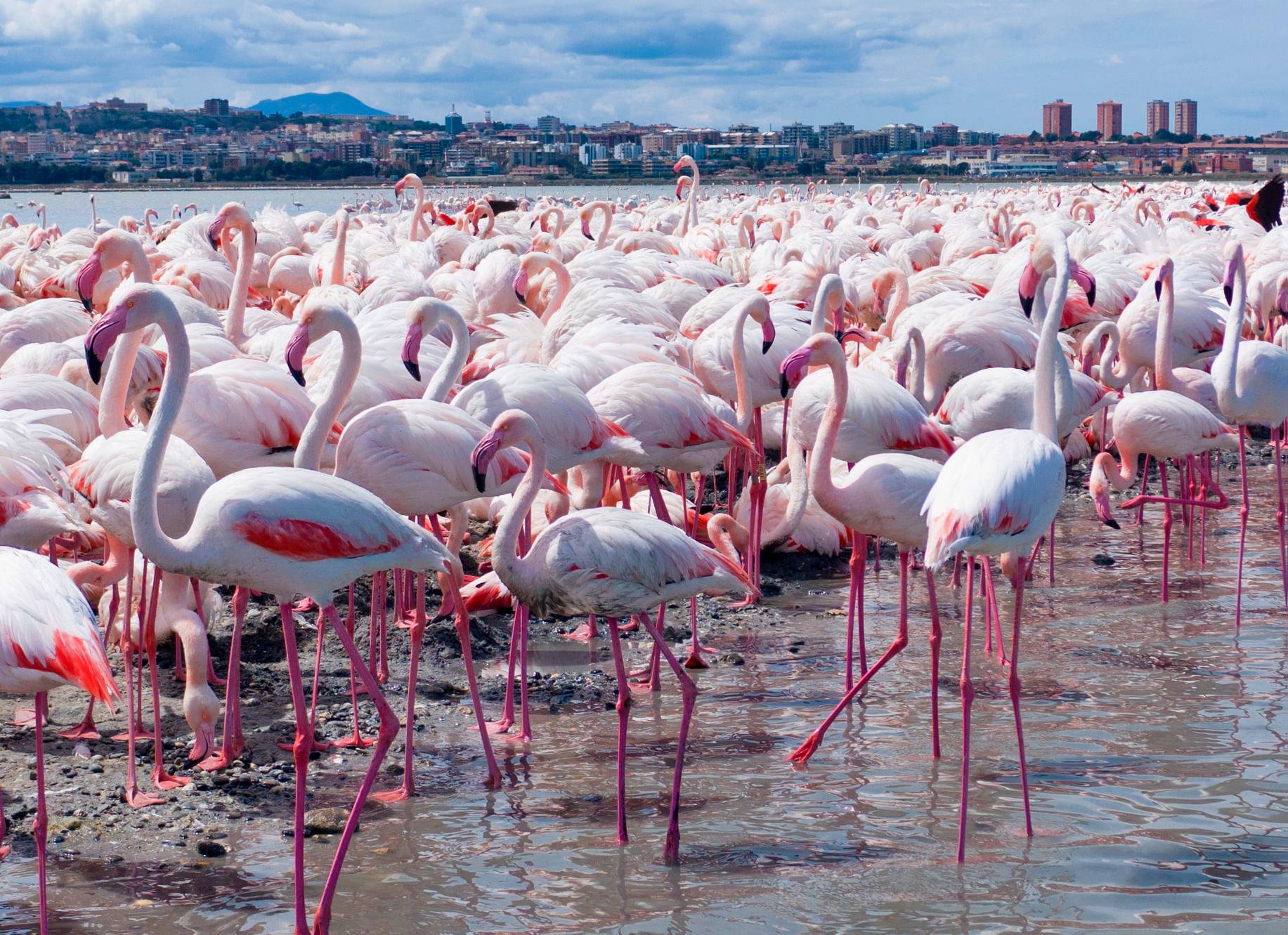 Fenicotteri rosa al Parco Naturale Molentargius Saline
